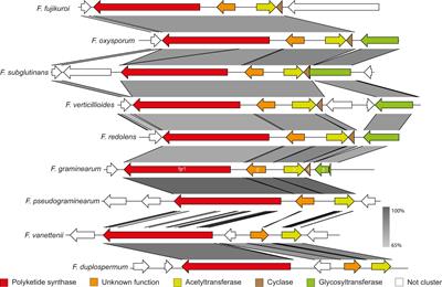 Filling out the gaps – identification of fugralins as products of the PKS2 cluster in Fusarium graminearum